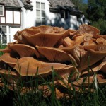 Frndshp Shroom Rvdl 23Sep07.jpg (2 MB)